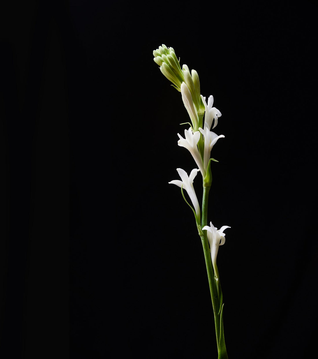 Tuberose in der Parfümerie: Herkunft, Duftprofil und die besten Parfums